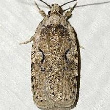 Agonopterix curvilineella