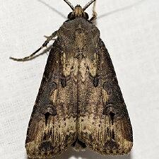 Agrotis ipsilon