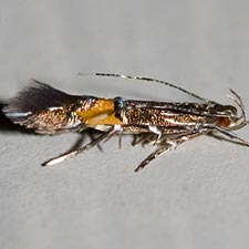 Cosmopterix astrapias