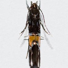 Cosmopterix astrapias