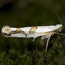 Argyresthia oreasella