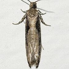 Epinotia zandana