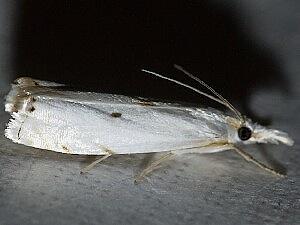 Microcrambus biguttellus