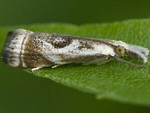 Microcrambus elegans