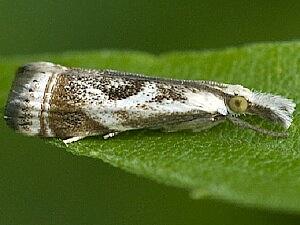 Microcrambus elegans