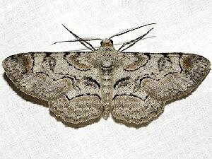 Iridopsis larvaria