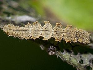 Dichorda iridaria