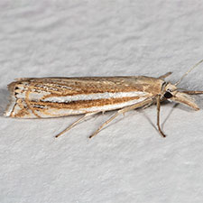 Crambus awemellus