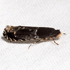 Homosetia argentinotella