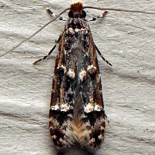 Homosetia fasciella