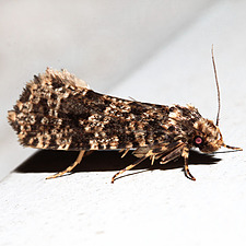 Montescardia fuscofasciella