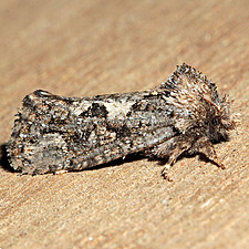 Acrolophus arcanella