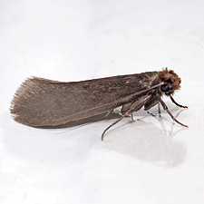 Tinea pellionella