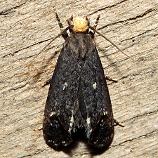 Pelecystola nearctica