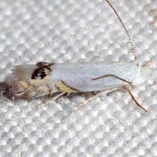 Proleucoptera smilaciella