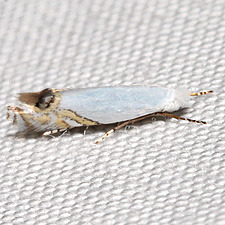 Proleucoptera smilaciella