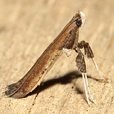 Caloptilia rhoifoliella