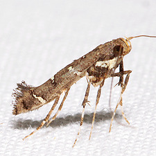 Caloptilia triadicae