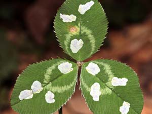 Porphyrosela minuta