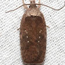 Agonopterix clemensella