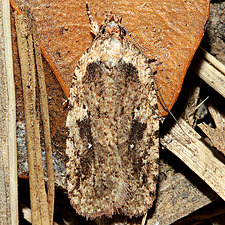 Agonopterix pulvipennella