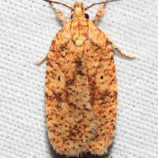 Agonopterix robiniella