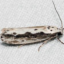 Ethmia trifurcella