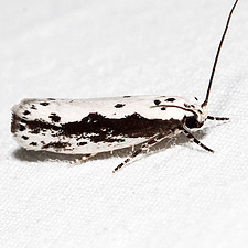 Ethmia trifurcella