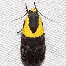 Rectiostoma xanthobasis