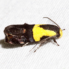 Rectiostoma xanthobasis