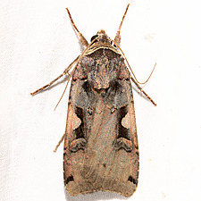 Xestia dolosa