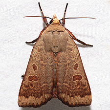 Abagrotis alternata