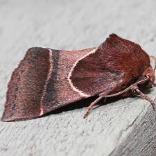 Schinia arcigera