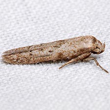 Hypatopa punctiferella