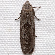 Hypatopa punctiferella