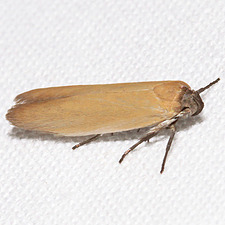 Holcocera immaculella