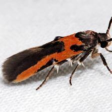 Euclemensia bassettella