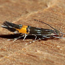 Cosmopterix lespedezae