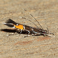 Cosmopterix teligera