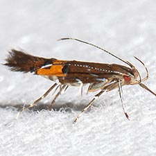 Cosmopterix gemmiferella