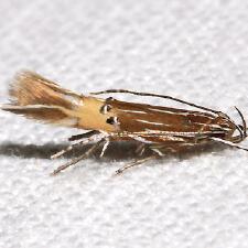 Cosmopterix floridanella