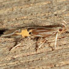 Cosmopterix floridanella