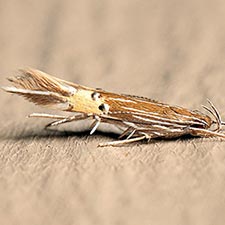 Cosmopterix floridanella