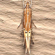 Cosmopterix floridanella