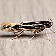 Eralea albalineella