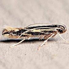 Eralea albalineella