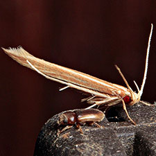 Pyroderces albistrigella