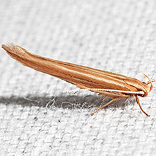 Pyroderces albistrigella