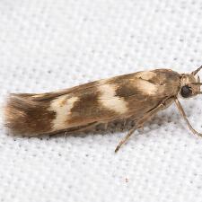 Scythris trivinctella