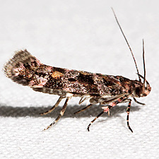 Aristotelia amelanchierella